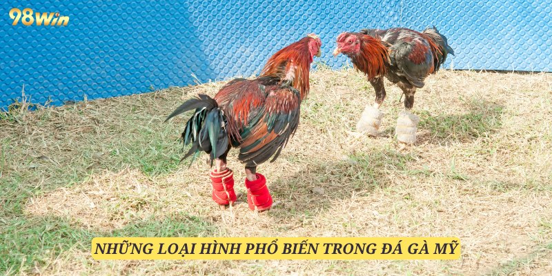 Các loại hình đá gà Mỹ thịnh hành trên thị trường hiện tại