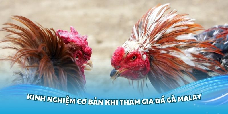 Những kinh nghiệm cơ bản khi tham gia đá gà Malay