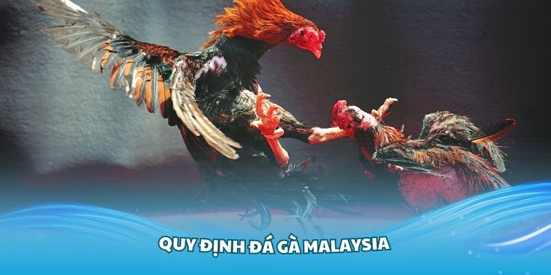 Tìm hiểu khái niệm cơ bản về thể thức đá gà Malay