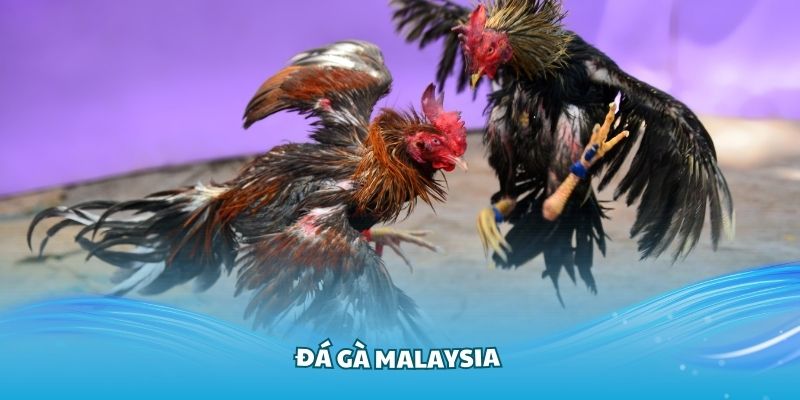 đá gà malaysia tại nhà cái 98win